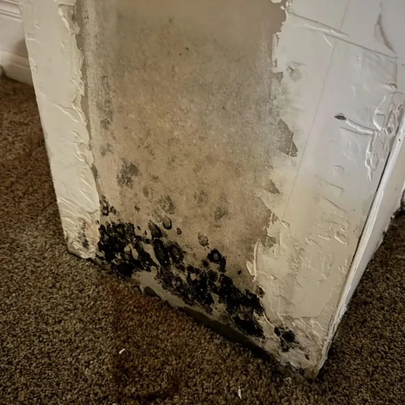 Professional Mold Removal in Patten, ME